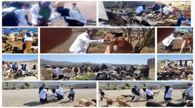 الشاعري وأبو هدال يدشنان حملة تطعيم الحيوانات في عزل وقرى مديرية قعطبة ...