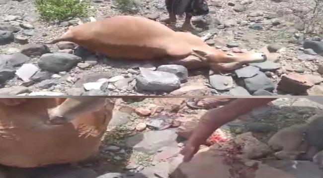 ​تعز: قصف مدفعي لمليشيا الحوثي يستهدف قرية المقصب بالوازعية ويلحق أضرارًا بممتلكات المواطنين ومناطق الرعي ...
