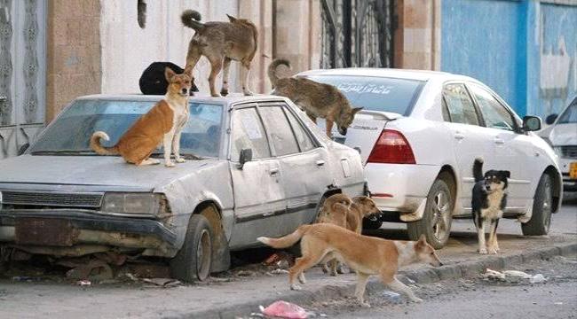 تعز…إصابة 481 شخصاً بداء الكلب خلال عام واحد وارتفاع متزايد للكلاب الضالة ...